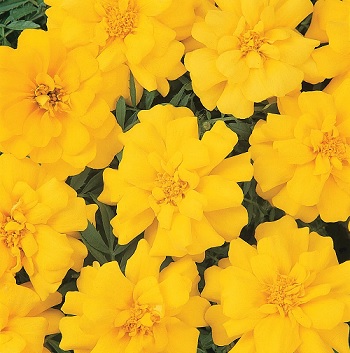 tagetes_patula_solena_yellow_3