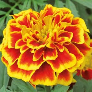 Tagetes patula texana bee