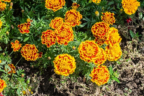 tagetes_patula_texana_bee_1