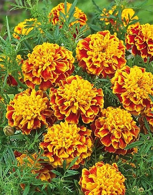 tagetes_patula_texana_bee_2