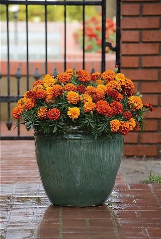 tagetes_patula_texana_bee_3