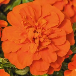 Tagetes patula texana deep orange