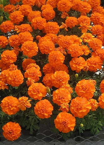 tagetes_patula_texana_deep_orange_1