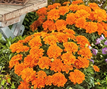 tagetes_patula_texana_deep_orange_2