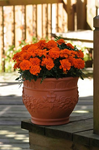 tagetes_patula_texana_deep_orange_3