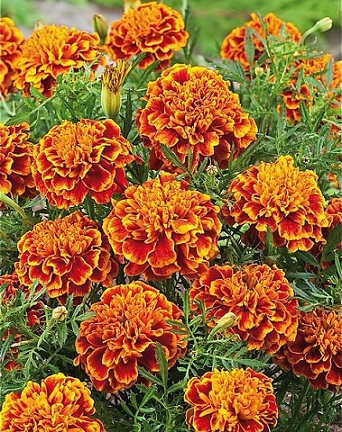 tagetes_patula_texana_flame_1