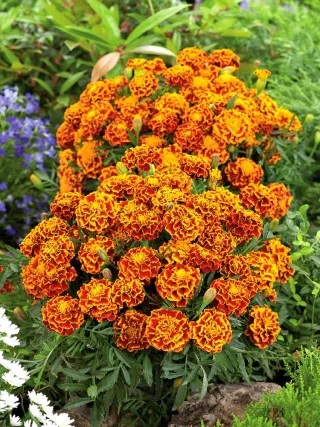 tagetes_patula_texana_flame_2