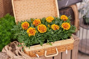 tagetes_patula_texana_flame_3