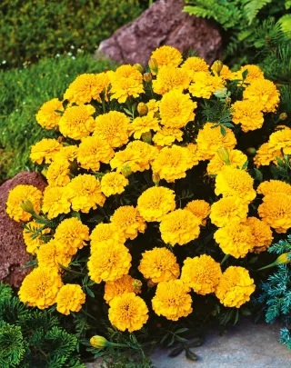 tagetes_patula_texana_gold_1