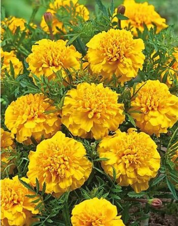 tagetes_patula_texana_gold_2