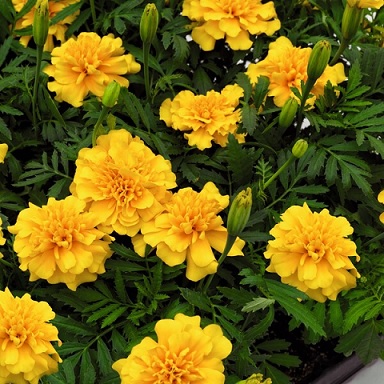 tagetes_patula_texana_gold_3