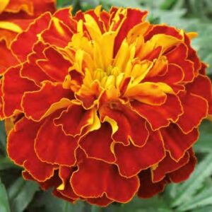 Tagetes patula texana harmony