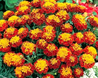 tagetes_patula_texana_harmony_1
