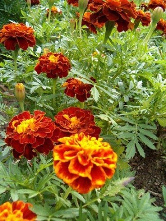 tagetes_patula_texana_harmony_2