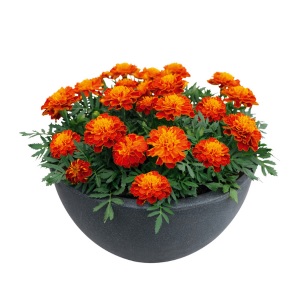 tagetes_patula_texana_harmony_3