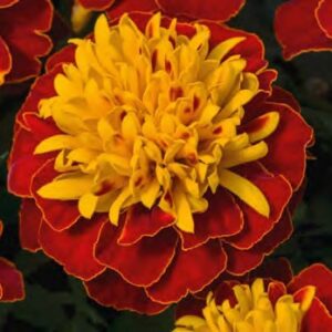 Tagetes patula texana spry