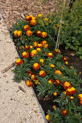 tagetes_patula_texana_spry_1