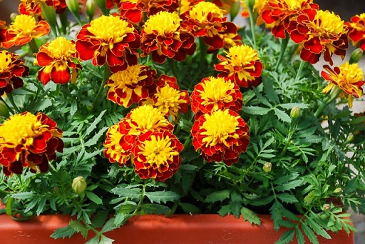 tagetes_patula_texana_spry_2