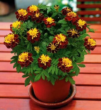tagetes_patula_texana_spry_3