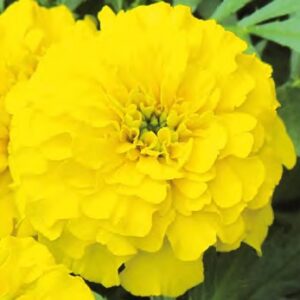 Tagetes patula texana yellow