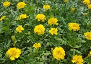 tagetes_patula_texana_yellow_1