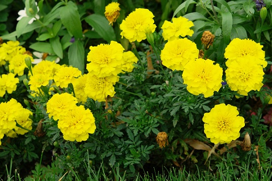 tagetes_patula_texana_yellow_2