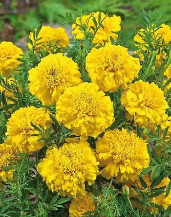 tagetes_patula_texana_yellow_3