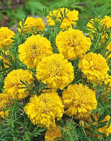 tagetes_patula_texana_yellow_3