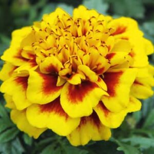 Tagetes patula texana yellow fire