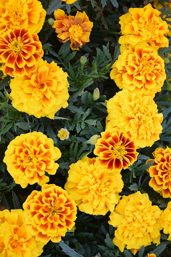 tagetes_patula_texana_yellow_fire_1