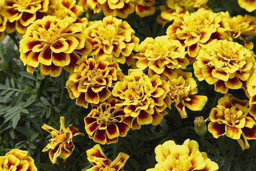 tagetes_patula_texana_yellow_fire_2