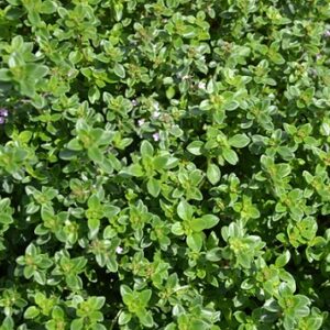 Thym serpolet