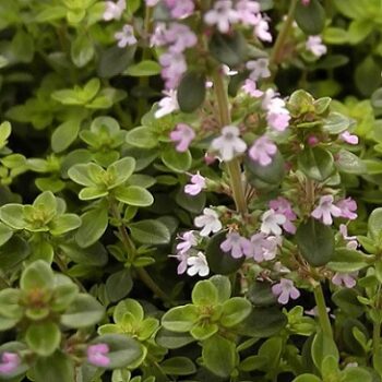 thym_serpolet_2