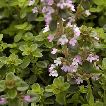 thym_serpolet_2