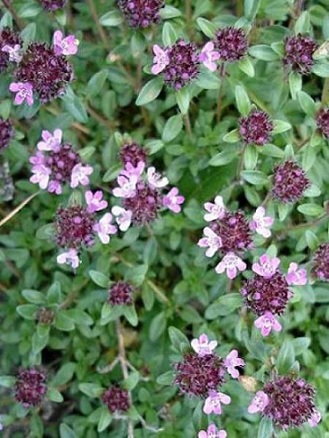 thym_serpolet_3