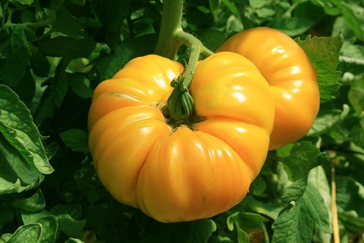 tomate_ananas_1