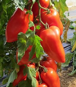 Tomate bellandine