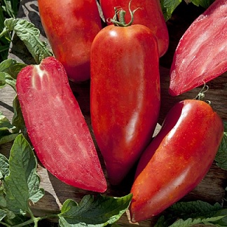 tomate_bellandine_3