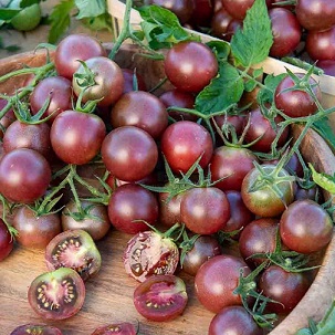 tomate_cerise_cherry