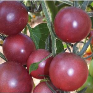 Tomate cerise Cherry