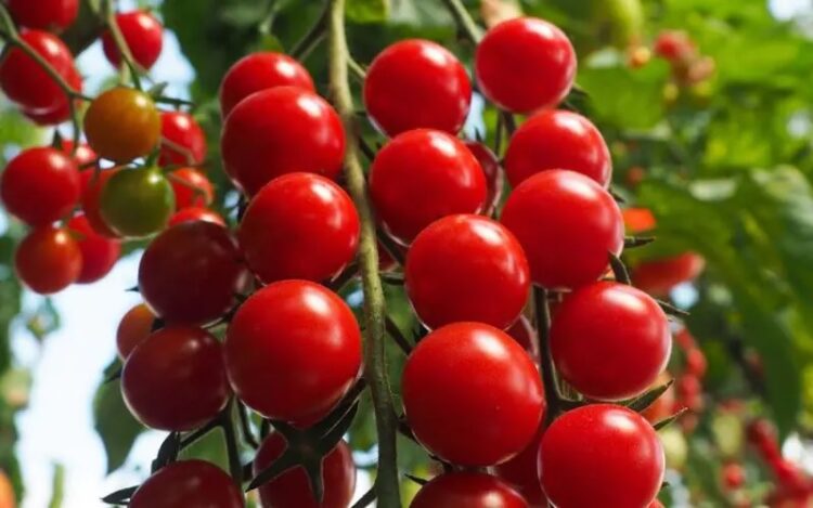 tomate_cerise_crokini_1
