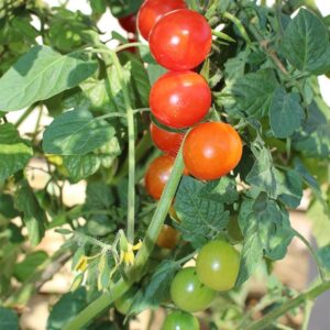 Tomate cerise Crokini