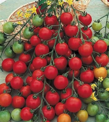 tomate_cerise_crokini_3