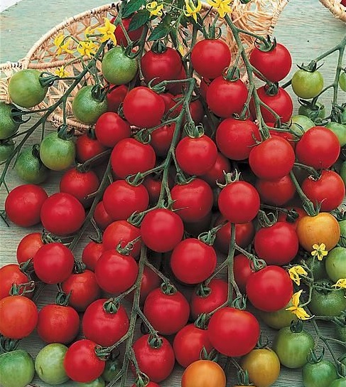 tomate_cerise_crokini_3