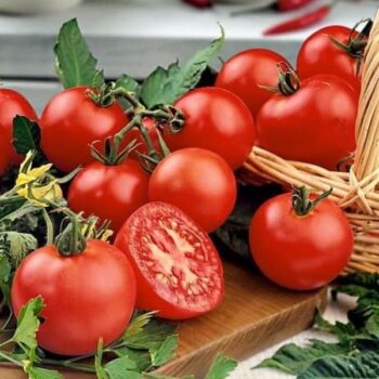 tomate_cerise_harmonie4