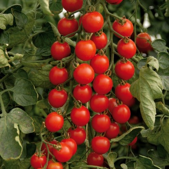 tomate_cerise_harmony1
