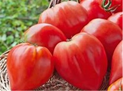 tomate_coeur_de_boeuf