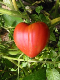 tomate_coeur_de_boeuf_3