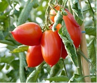 tomate_colibri