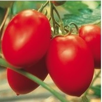 tomate_colibri_1